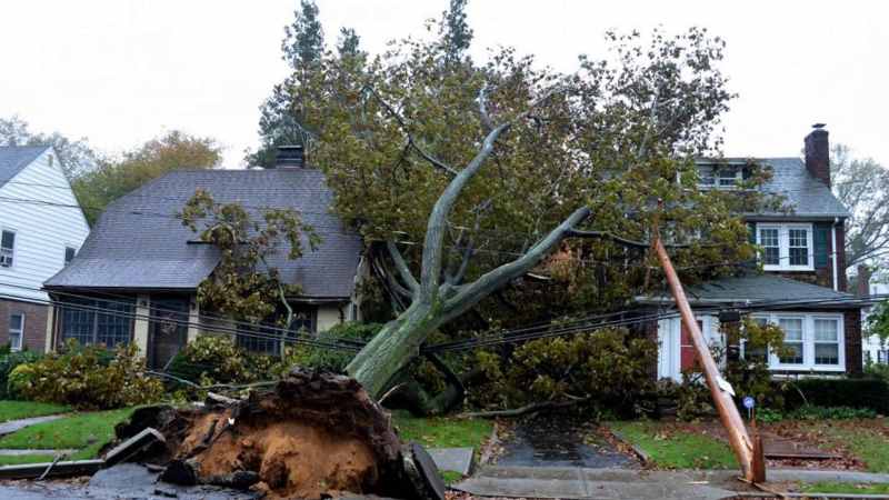How to Insure Against Falling Trees and Other Random Disasters